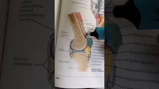 Patellofemoral Joint Pain Exercises