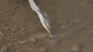 Gray heron trying to catch small fish / Graureiher versucht kleine Fische zu fangen