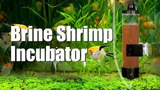 Easy Hatch Baby Brine Shrimp Set Up | Brine Shrimp Incubator - from senzeal.com