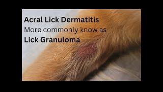 How to stop excessive licking on a dog, in the leg or paw area Treating a Lick Granuloma