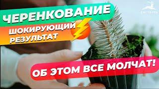 ЧЕРЕНКОВАНИЕ ГОЛУБОЙ ЕЛИ ЗИМОЙ | КАК НАС ДУРЯТ! | РЕЗУЛЬТАТ ЧЕРЕНКОВАНИЯ