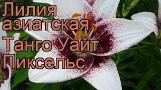 Лилия азиатская (lilium asiatic white pixels)  азиатская лилия обзор: как сажать, луковицы лилии