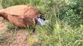 Rhino Wyntir Gives Birth to Second Calf