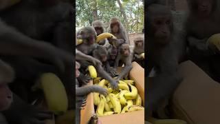 Thanks to us to have a good opportunity to feed hungry monkeys #feedinganimal