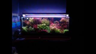 Dutchstyle planted aquarium / How to grow aquatic plants in an aquarium ? / epoka akwariowa