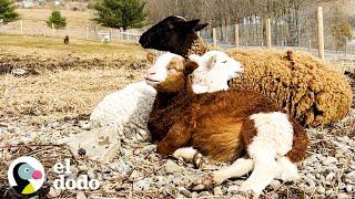 Pregnant sister sheep were terrified of people, until... | The Dodo