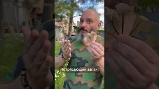 Мой самый любимый гриб
