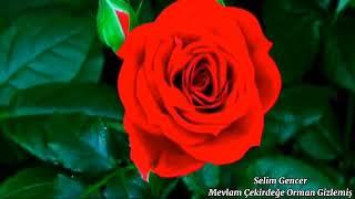 Selim GENCER-Mevlam Çekirdeğe Orman Gizlemiş-Müziksiz İlahi
