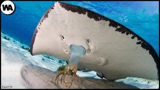 This Is Why Crabs Hate Stingrays