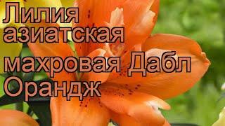 Лилия азиатская махровая Дабл Орандж (lilium)  обзор: как сажать, луковицы лилии Дабл Орандж