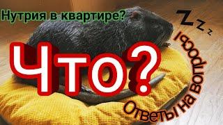 Нутрия в квартире. Ответы на вопросы