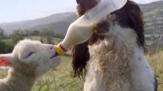 Cute Baby Goat and Dog Best Friends