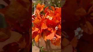 Beauty of orange bougainvillea flowers||Home Gardening|#flowers#youtubeshorts#trendingshorts#shorts