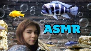 АСМРВ АКВАРИУМЕASMR IN THE AQUARIUM