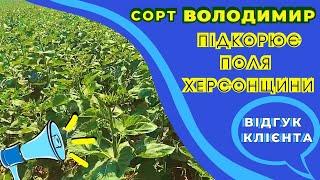 СОРТ ВОЛОДИМИР ПІДКОРЮЄ ПОЛЯ ХЕРСОНЩИНИ. ВІДГУК КЛІЄНТА #союзагроконсалтинг