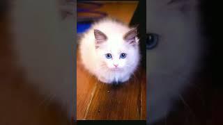 White cat Blue Eyes #animals #catlover