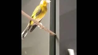 Гибрид (щегол х канарейка) hybrid goldfinch x canary