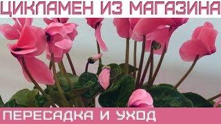 Цикламен из магазина, что делать?