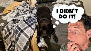 My Name's Rebel and I'm a Bad Boy | Scratch Life