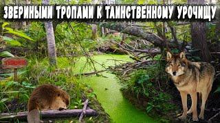 Звериными тропами к таинственному урочищу /  Animal paths to a mysterious place