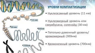 Хроматин уровни компактизации