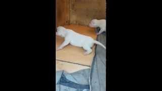 dogo argentino puppy