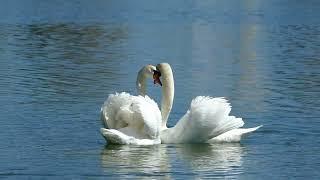 Swan Couple Performs Exquisite Courtship Dance on Florida Lake