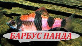 БАРБУС Панда содержание в аквариуме, разведение и совместимость