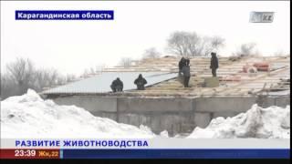 В Карагандинской области строят крупнейшую откормплощадку