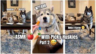 Watch My 3 Picky Huskies Eat  and  