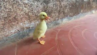 The Little Duck  -  Cute Little Ducklings - MY NEW BABY DUCK - DUCK DUCK TV #2