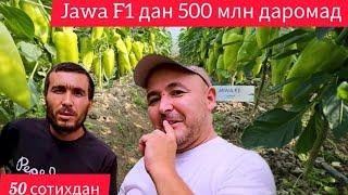 50 Cотихга Ява F1 экиб 500 млн лик ҳосил сотган деҳқон (Pepper Jawa F1-Sakata)