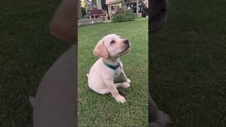 My daily routine is better than your routine #dog #funny #labrador #puppy #pets