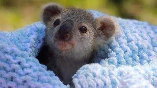 Adorable Baby Koala Rescued