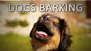 Dogs Barking | 2 Hours