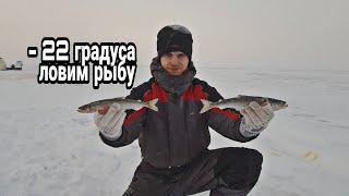 #рыбалка. Редкие поклевки СИГа и корюха в мороз. Мой Рекордный размер КОРЮХА.