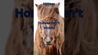 Horses #facts #knowsomethingnew #cute #animals #didyouknown #nature #didyouknowseries #youshouldknow