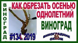   Обрезка однолетнего винограда. Часть 1. С чего начать? Основы обрезки и формировки.