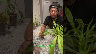 Nepenthes pitcher plant care ￼