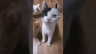 котики #забавныеживотные #смешныеживотные #киса #котики #котикивидео