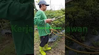 #petani mandiri