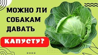  Можно ли собакам давать капусту?