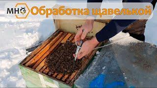 Обработка пчел щавелевой кислотой от клеща варроа в зимний период