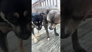 Paw-some Duo: The Ultimate Dog Pair #boydog