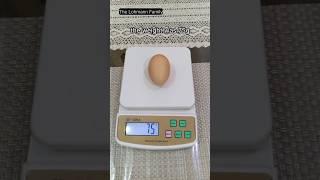 The Biggest Lohmann Brown Egg!