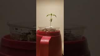 wk 5 sprout update looking dead or dying  growing with boomer learning series