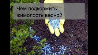 Чем подкормить жимолость весной