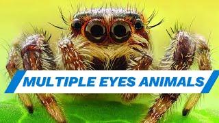 Top 8 Mind-Blowing Animals with More Than Two Eyes