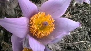 Pulsatilla taurika. Crimea. sn.050411g.1080hd