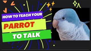 Teach Your Parrot to Talk | Parrot Teaching Video | Quaker Parrot Talking | talking parrot training